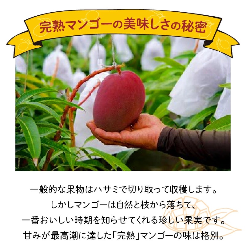 【先行予約】沖永良部完熟アップルマンゴー2～3玉で1kg【6月下旬～8月中旬】