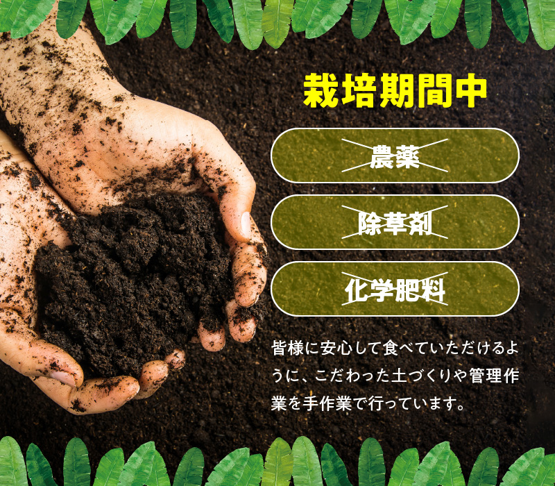 ■ 栽培期間中 農薬・除草剤・化学肥料不使用！バニラ風味の甘い島バナナ 1.5kg【2026年4月上旬～2026年11月下旬お届け】　W043-006u