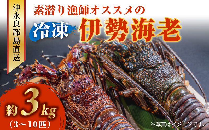 沖永良部島直送！素潜り漁師オススメの冷凍伊勢海老 約3kg（3〜10匹）！　W030-004u