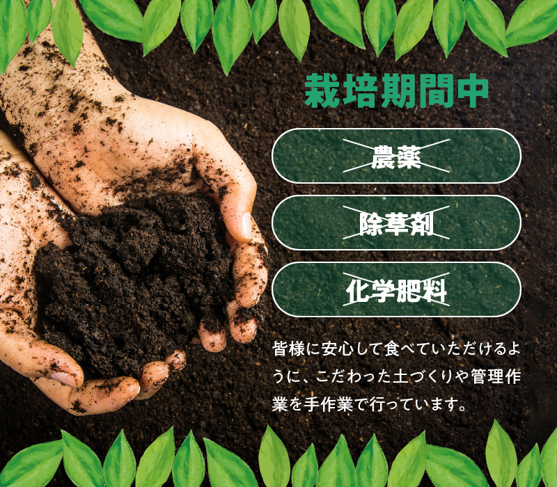 ■【先行受付】栽培期間中 農薬・除草剤・化学肥料不使用！南国の島レモン 3kg！【2026年9月～2027年2月下旬お届け】　W043-004u