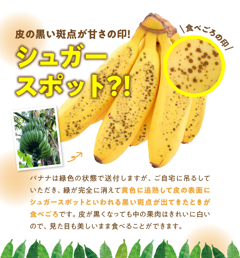 ■ 栽培期間中 農薬・除草剤・化学肥料不使用！バニラ風味の甘い島バナナ 1.5kg【2026年4月上旬～2026年11月下旬お届け】　W043-006u