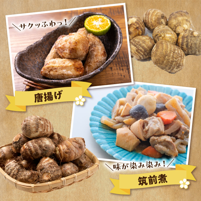 【2026年先行予約】新鮮おいしい！里芋（石川早生丸）2kg 6月お届け　C056-001