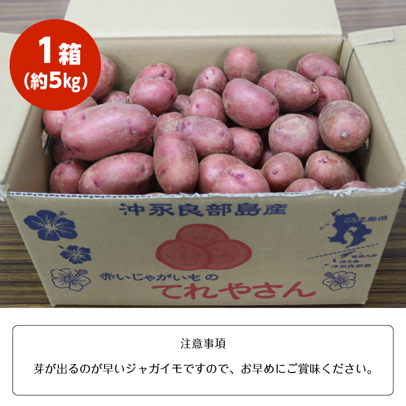 【3月お届け】人気の赤いジャガイモ　てれやさん　乳酸菌育ち！！