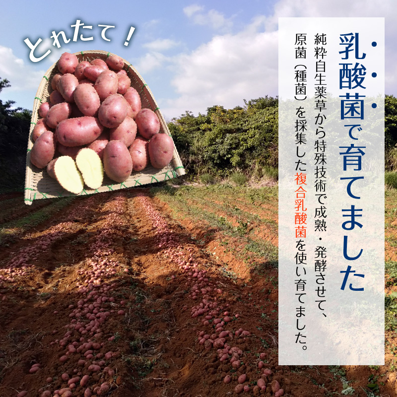 【3月お届け】人気の赤いジャガイモ　てれやさん　乳酸菌育ち！！