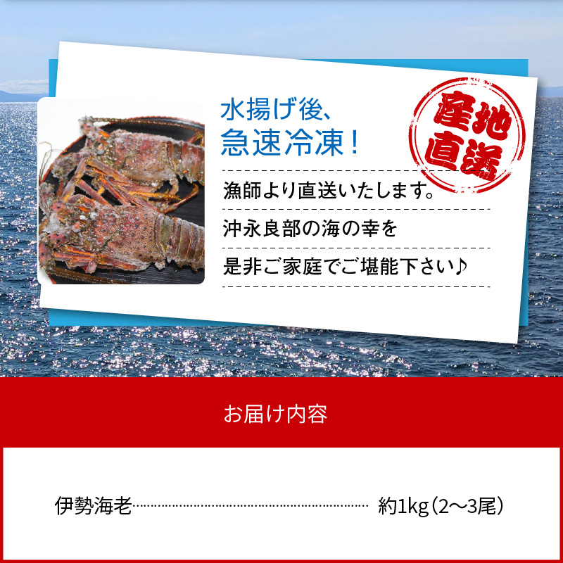 沖永良部島産 伊勢海老 約1kg（2〜3尾）　C041-002