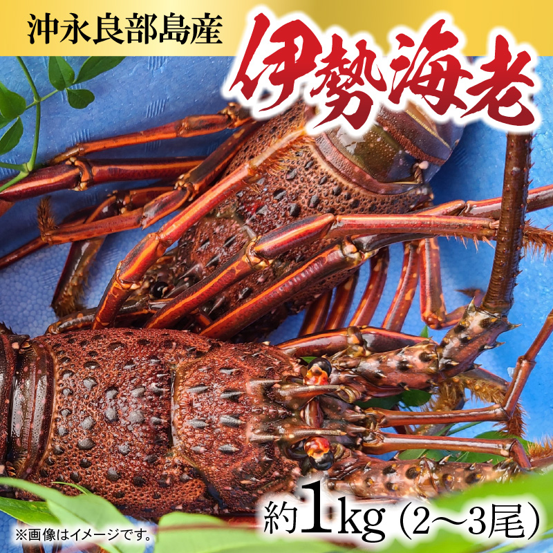 沖永良部島産 伊勢海老 約1kg（2〜3尾）　C041-002