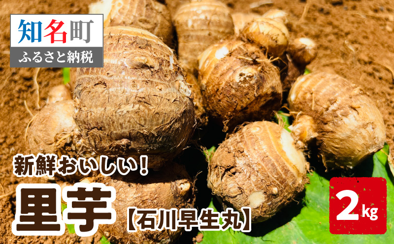 【2026年先行予約】新鮮おいしい！里芋（石川早生丸）2kg 6月お届け　C056-001