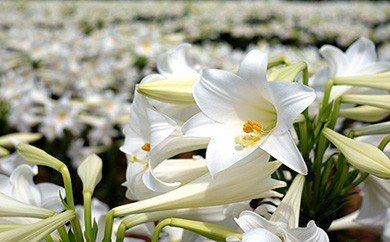 切花 えらぶユリ（12月から翌年4月頃）　C005-007