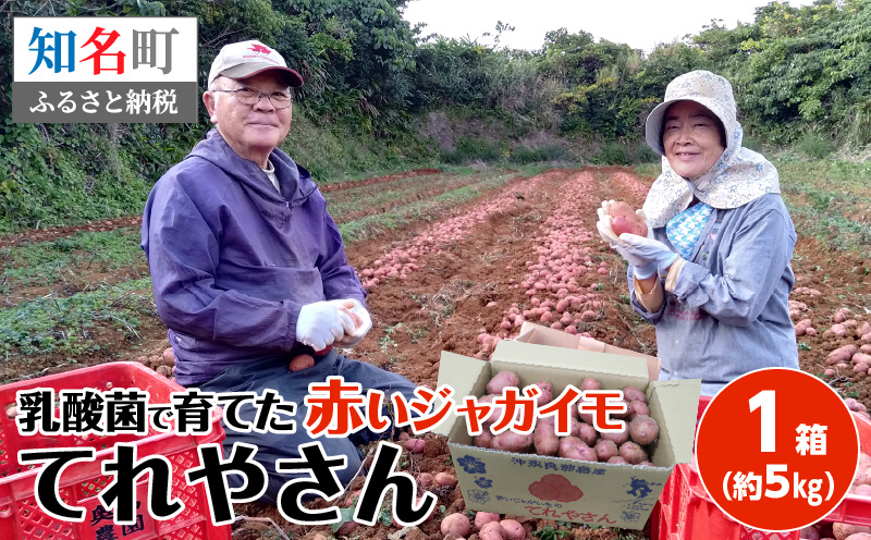 【2026年3月お届け】人気の赤いジャガイモ てれやさん 乳酸菌育ち！！　C036-001-03