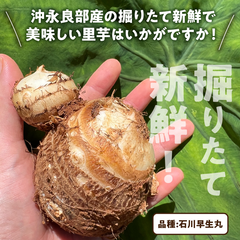 【2026年先行予約】新鮮おいしい！里芋（石川早生丸）2kg 6月お届け　C056-001