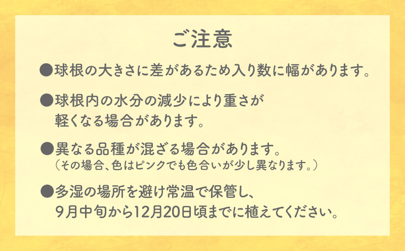 【先行受付】フリージア球根（黄色）1kg　C076-001-02