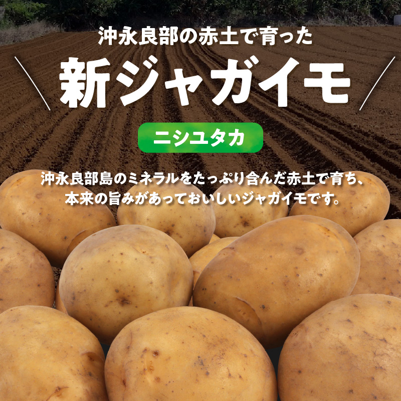 【2025年先行予約】沖永良部の赤土で育った新ジャガイモ 10kg（ニシユタカ）2～4月お届け　C054-001-02