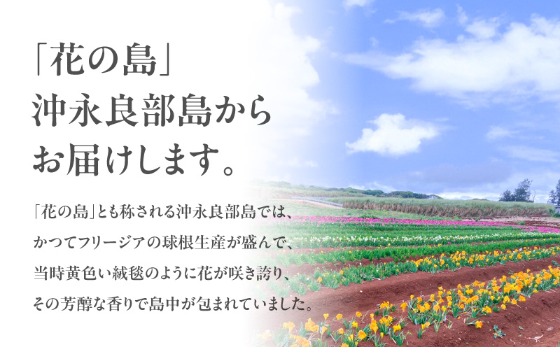 【先行受付】フリージア球根（ピンク）1kg　C076-002-02