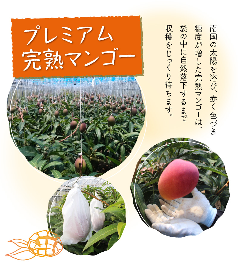 えみちゃん農園のプレミアム完熟マンゴー1キロ（大玉２個入り）