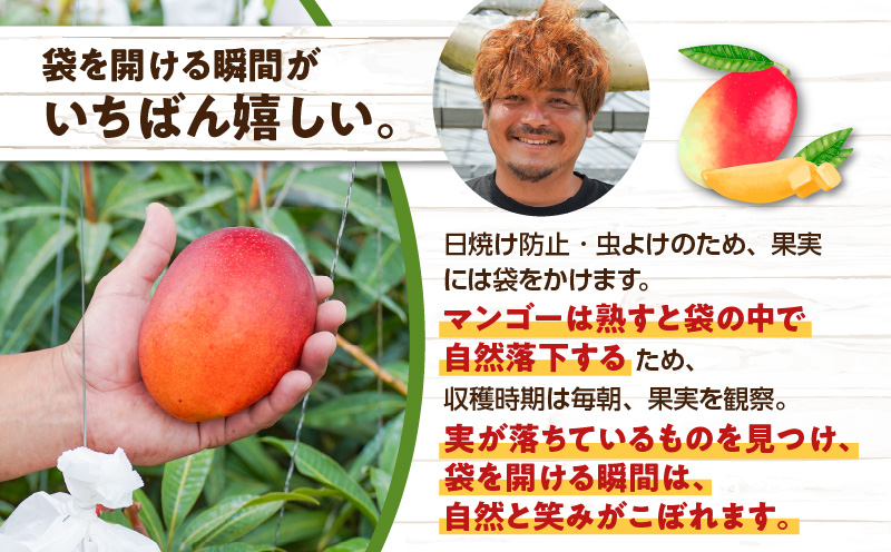 【2026年先行予約】竹マンゴーファームの完熟マンゴー1キロ（2〜3個入り）　C039-004