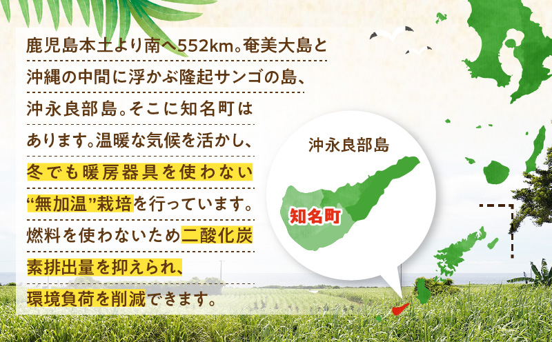 【2026年先行予約】えみちゃん農園の完熟マンゴー1キロ（2〜3個入り）　C008-006