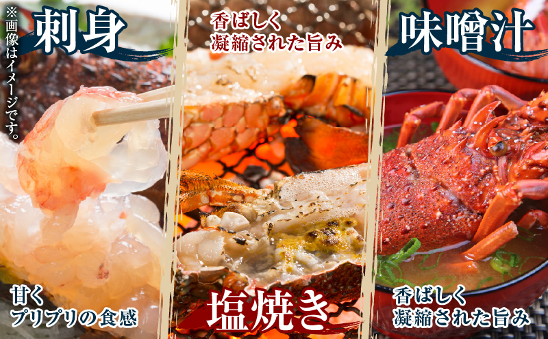 邏貎懊j貍∝クォMAKOTO縺ョ隱縺ォ鄒主袖縺励>豬キ魄ョ縺翫∪縺九○繧サ繝繝 2kg縲C074-002