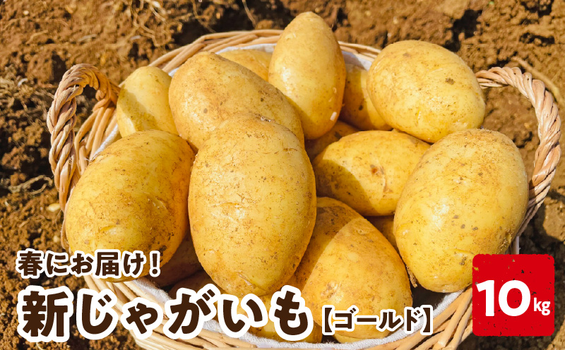 【2026年先行予約受付中】新じゃがいも ゴールド 10kg＜3月お届け＞　C056-006-02