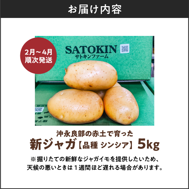 【2025年先行予約】沖永良部の赤土で育った新ジャガイモ 5kg（シンシア）2～4月お届け　C054-002-01