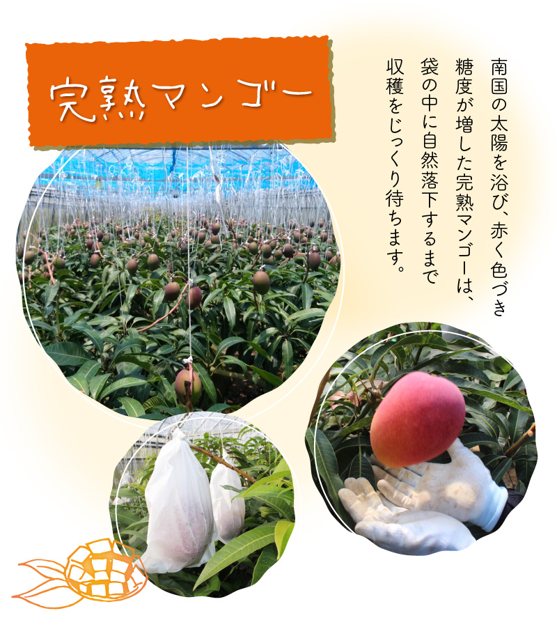 えみちゃん農園の完熟マンゴー1キロ（２～３個入り）