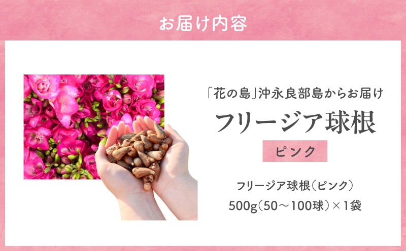 【先行受付】フリージア球根（ピンク）500g　C076-002-01