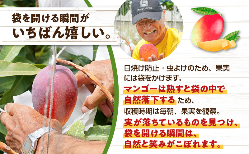 【2026年先行予約】えみちゃん農園の完熟マンゴー1キロ（2〜3個入り）　C008-006