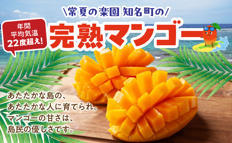 【2026年先行予約】えみちゃん農園の完熟マンゴー1キロ（2〜3個入り）　C008-006