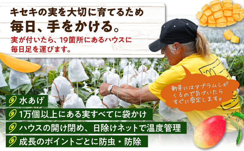 【2026年先行予約】竹マンゴーファームの完熟マンゴー1キロ（2〜3個入り）　C039-004