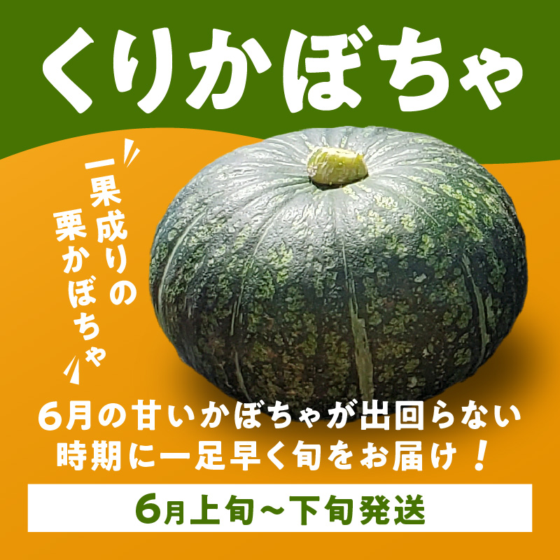【2026年先行予約】くりかぼちゃ 2玉　C062-003-01