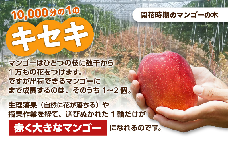 【2026年先行予約】えみちゃん農園の完熟マンゴー1キロ（2〜3個入り）　C008-006