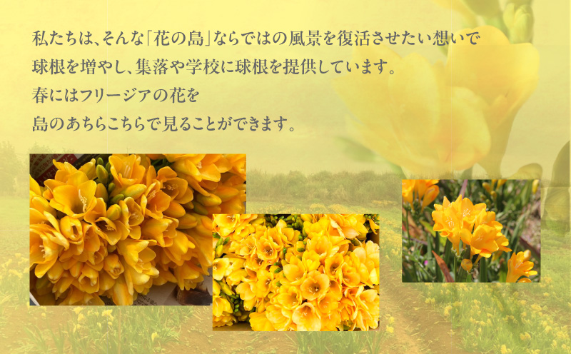 【先行受付】フリージア球根（黄色）1kg　C076-001-02