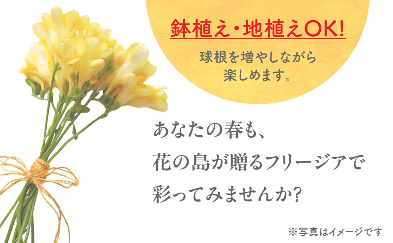 ãå
è¡åä»ãããªãŒãžã¢çæ ¹ïŒé»è²ïŒ500gãC076-001-01