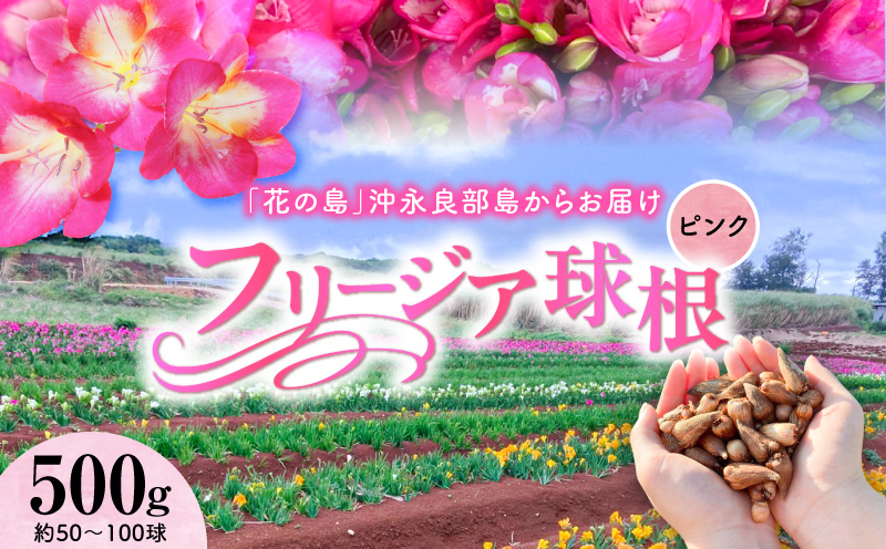 フリージア球根（ピンク）500g　C076-002-01