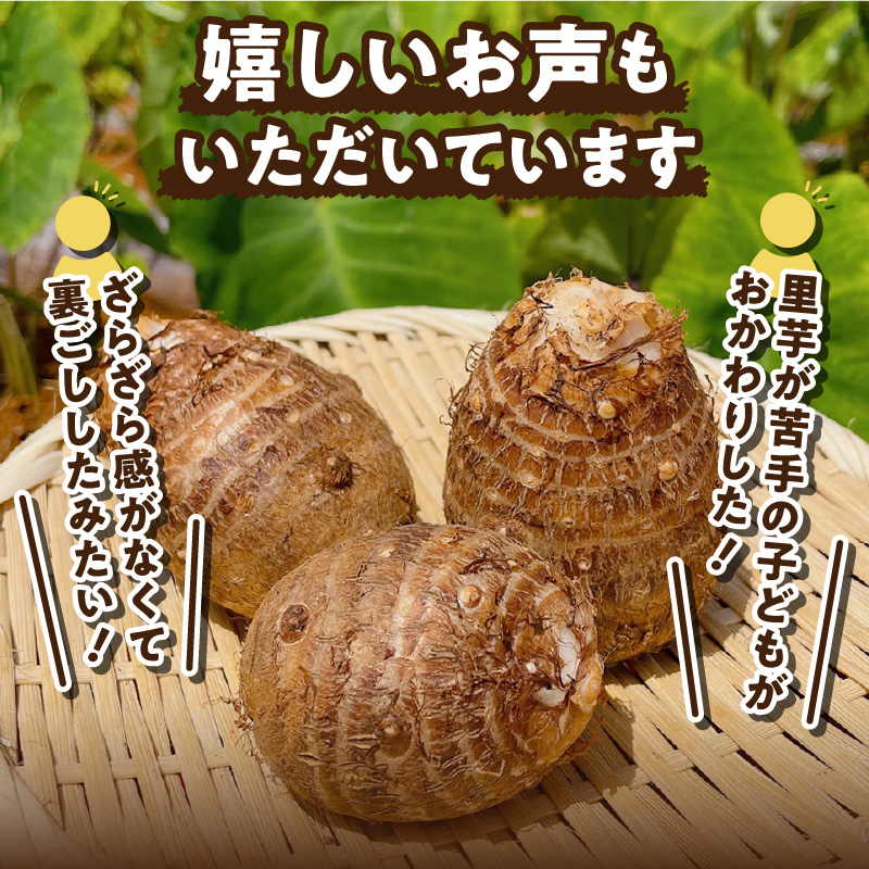 【2025年先行予約】新鮮おいしい！里芋（石川早生丸）2kg 5月お届け　C056-001