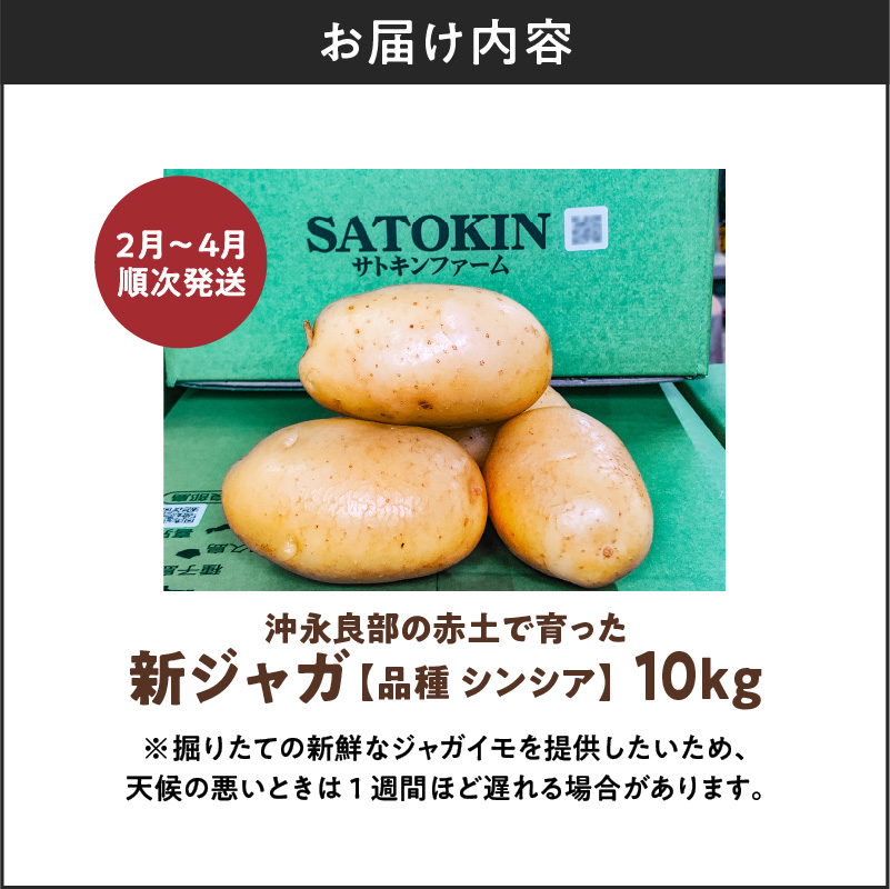 【2025年先行予約】沖永良部の赤土で育った新ジャガイモ 10kg（シンシア）2～4月お届け　C054-002-02