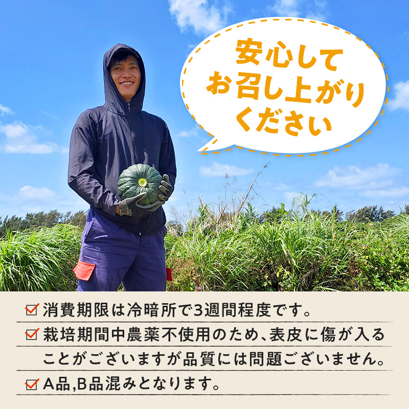 【2026年先行予約】くりかぼちゃ 2玉　C062-003-01