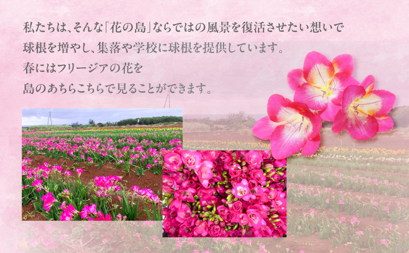 【先行受付】フリージア球根（ピンク）500g　C076-002-01