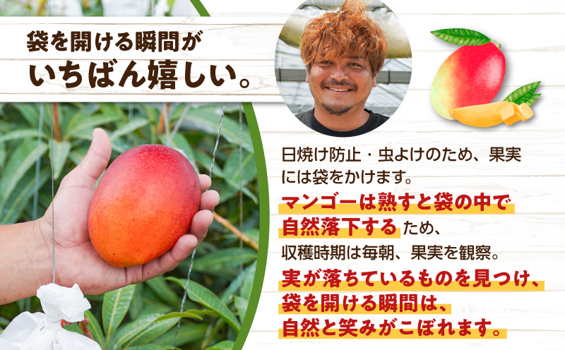 【2026年先行予約】竹マンゴーファームのプレミアム完熟マンゴー2キロ（大玉4個入り）　C039-007