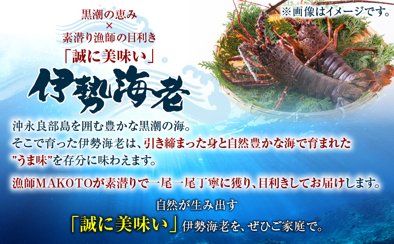 素潜り漁師MAKOTOの誠に美味しい伊勢海老 1kg（2〜4匹）　C074-001
