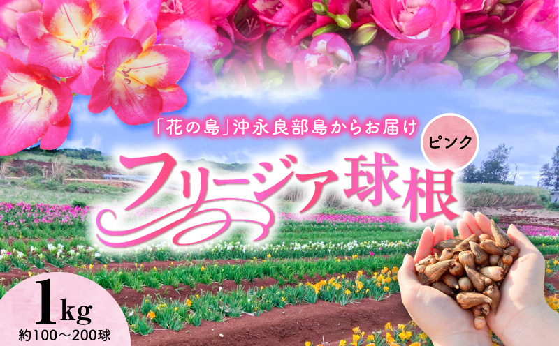 フリージア球根（ピンク）1kg　C076-002-02