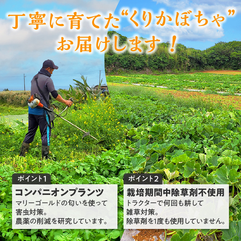 【2026年先行予約】くりかぼちゃ 2玉　C062-003-01