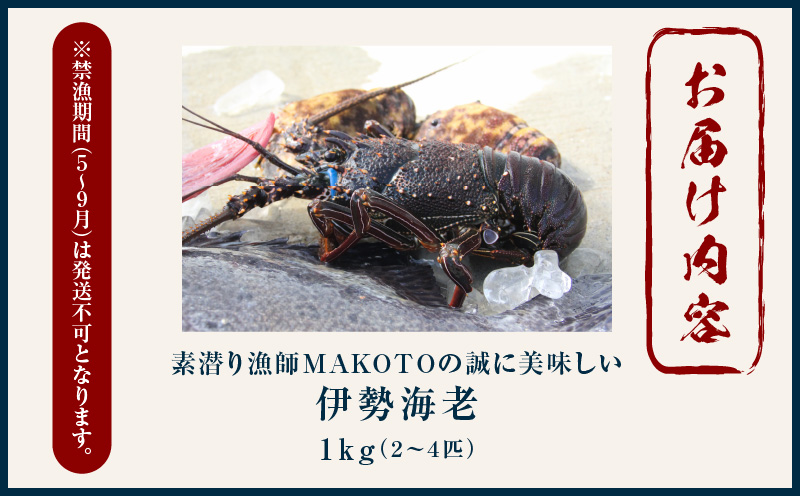 素潜り漁師MAKOTOの誠に美味しい伊勢海老 1kg（2〜4匹）　C074-001