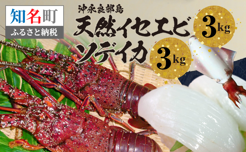 沖永良部島 天然イセエビ3kg・ソデイカ3kg　C010-019