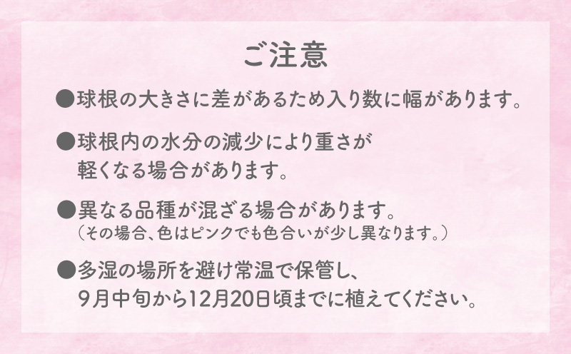 【先行受付】フリージア球根（ピンク）500g　C076-002-01
