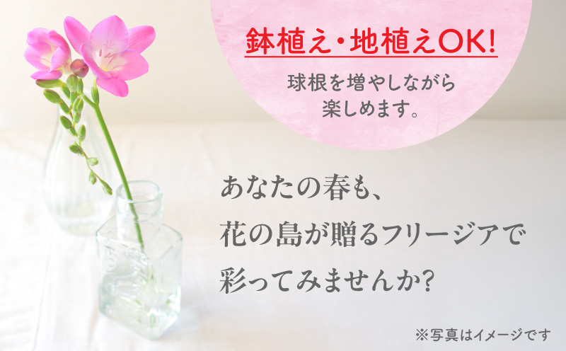 【先行受付】フリージア球根（ピンク）500g　C076-002-01
