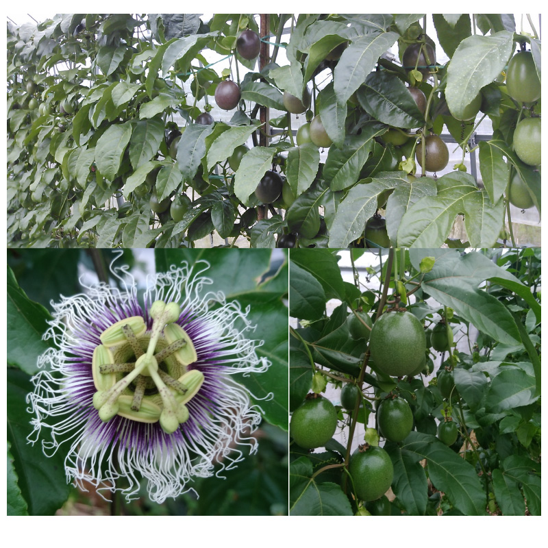 【2026年先行予約】えみちゃん農園 大玉パッションフルーツ（12個入り）　C008-004