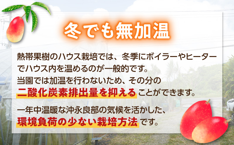 【2026年先行予約】竹マンゴーファームのプレミアム完熟マンゴー2キロ（大玉4個入り）　C039-007