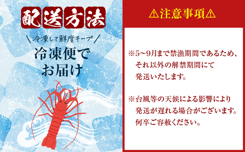 素潜り漁師MAKOTOの誠に美味しい伊勢海老 1kg（2〜4匹）　C074-001