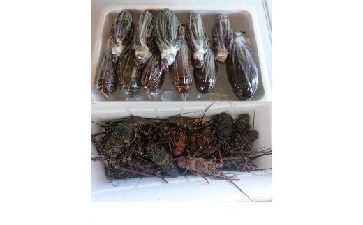 沖永良部島産！天然の伊勢えび 1kg（1匹）　C034-001