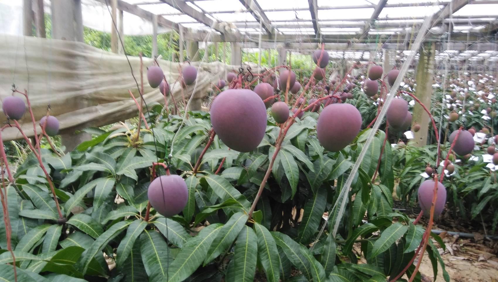 【2026年8月中旬より発送】【先行予約】1玉で1kg前後！糖度14度！『紅』キーツマンゴー約2kg（2玉）